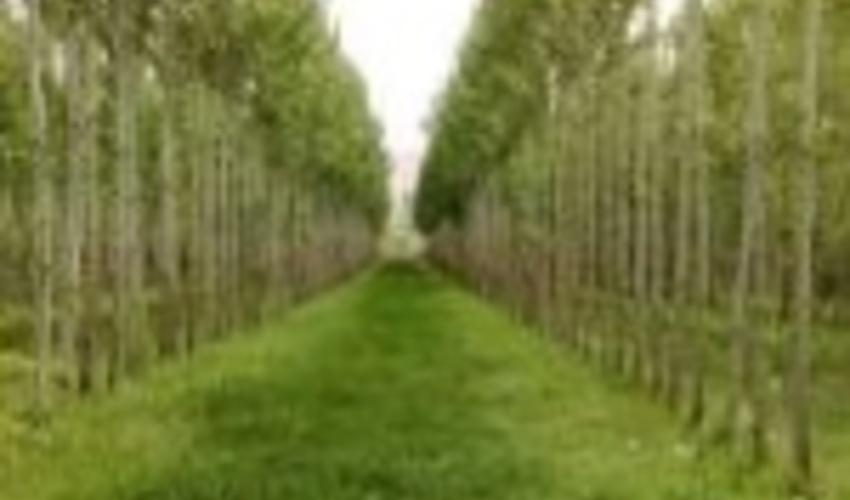 زراعت چوب در گیلان توسعه می‌یابد