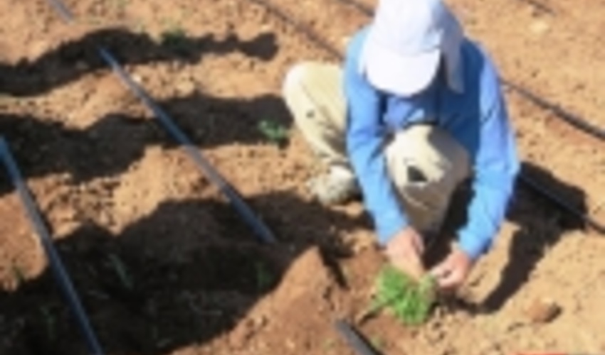 10 گونه گیاهی در کرمانشاه احیا می‌شود