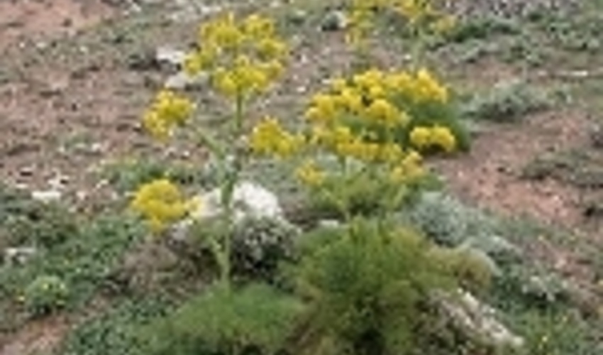۶۸۰ هکتار عرصه‌ مرتعی سمنان با کشت گیاهان دارویی احیا می‌شود