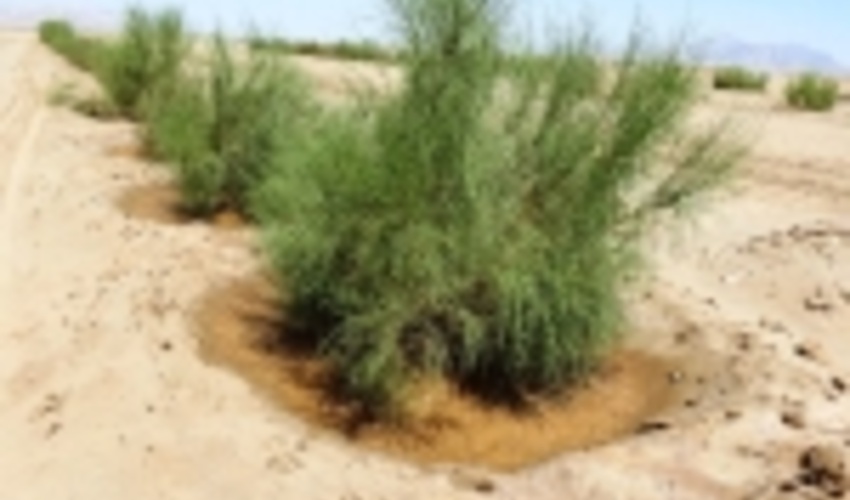 ۲ میلیون هکتار جنگل دست‌کاشت برای مقابله با بیابان زایی ایجاد شد