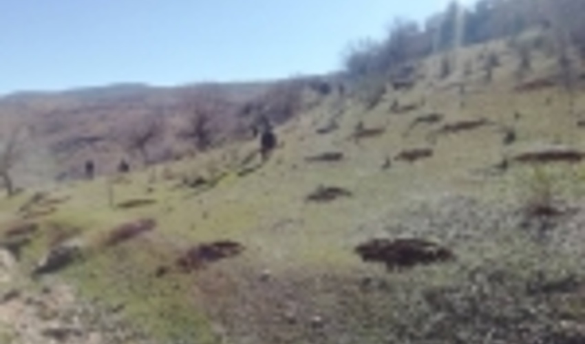 اجرای 2400 هکتار توسعه جنگل، مراقبت و آبیاری در خوزستان