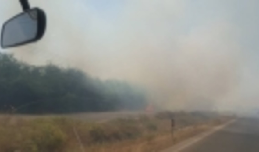 همدان / «سیگار» عامل از بین رفتن جنگل‌کاری‌های حاشیه جاده