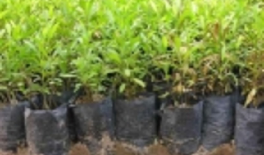 هرمزگان / تولید 220 هزار اصله نهال در نهالستان باغو 