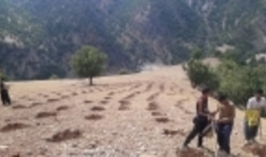 کپه کاری در ۱۶۰ هکتار از مراتع سروآباد آغاز شد