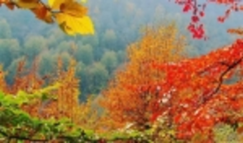  چه نقشی می زند این نقاش روزگار- گزارش تصویری از پاییز جنگل های شمال