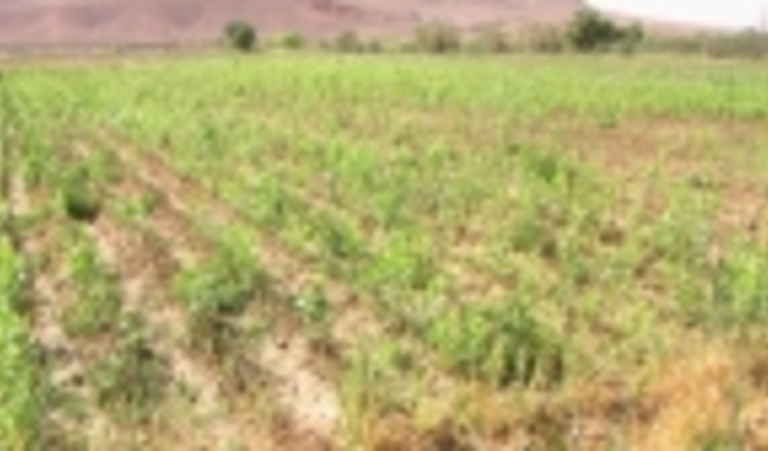 17 گونه جنگلی در نهالستان های چهارمحال و بختیاری تولید می شود