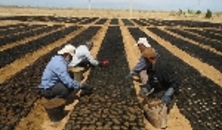 عملیات بذر پاشی در سطح 200 هکتار از مراتع شهرستان دامغان