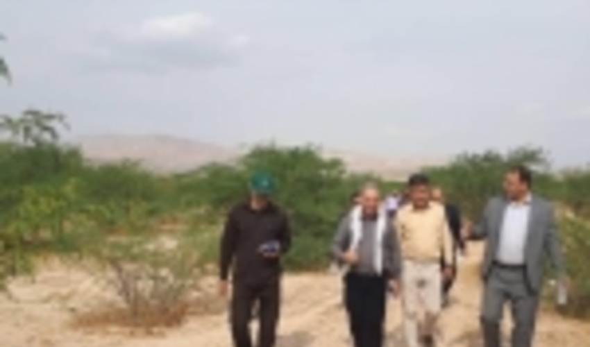 دهلران از مناطق پیشرو در توسعه جنگل کاری است