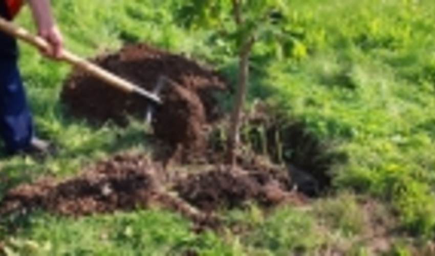 اجرایی شدن پروژه نهالکاری و بیابان زدایی در جیرفت