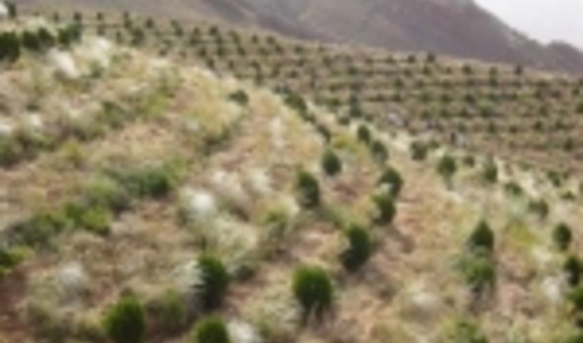 جنگل‌کاری در ۷۵۰ هکتار از اراضی کامیاران آغاز شد