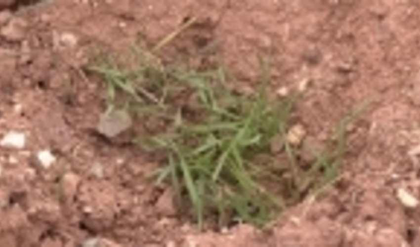 آغاز اجرای عملیات بذرپاشی و کپه کاری در زنجان