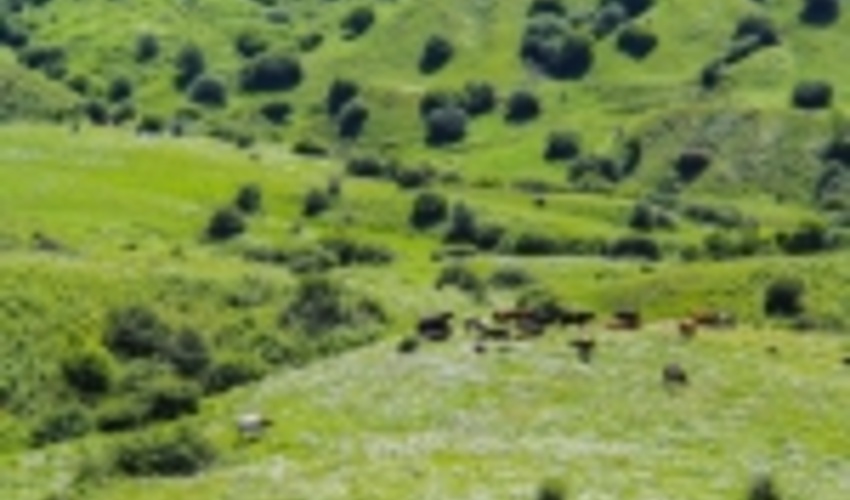 آزاد سازی ۶۰ هزار هکتار از مراتع قرق شهرستان قاینات