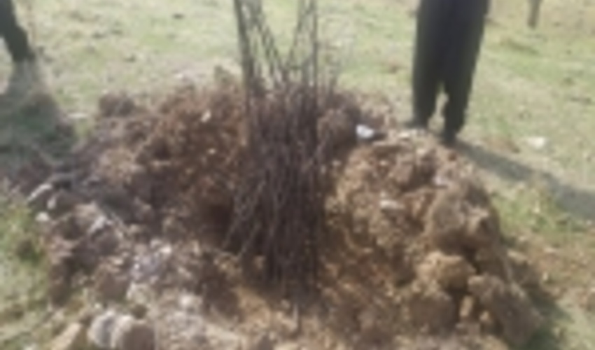 طرح توسعه جنگل در ۳۲ روستای بانه اجرا می‌شود