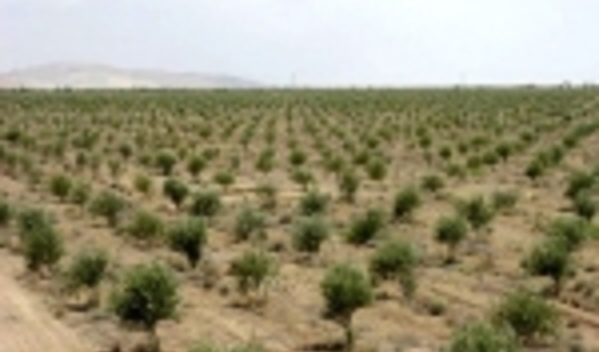 طرح توسعه جنگل در زنجان کلید خورد