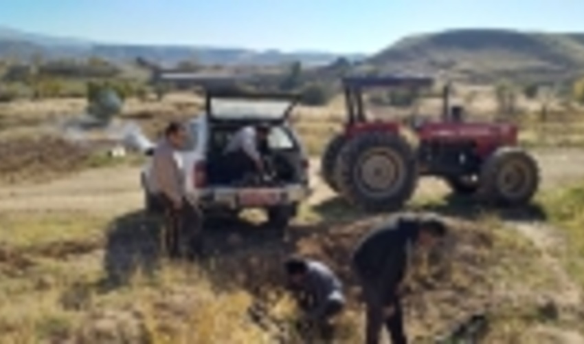 زنجان/320 اصله نهال گل محمدی در روستای چسب واکاری شد