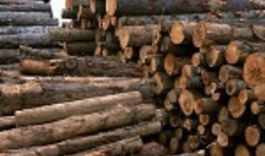 کشف ۶ تن چوب جنگلی قاچاق در ساری