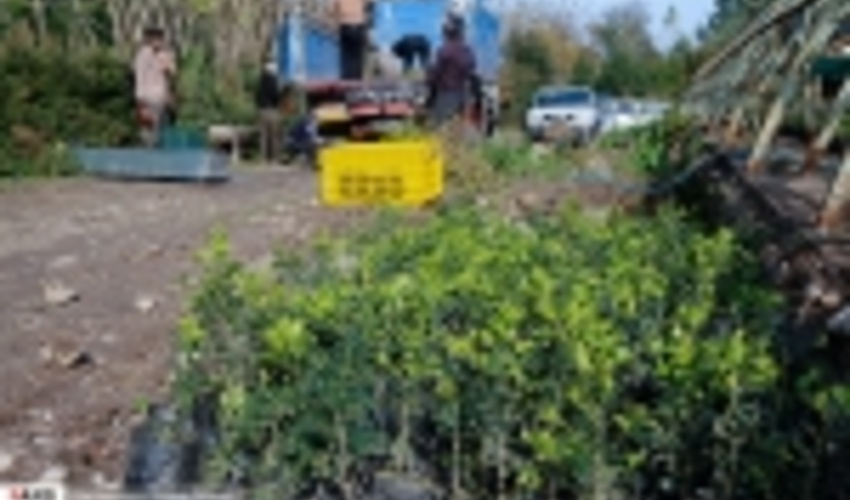 انتقال بیش از دو هزار اصله نهال شمشاد از نوشهر به مرکز بذر جنگلی خزر آمل 