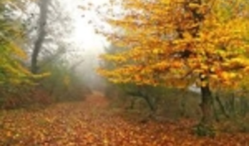 Revised Conservation Plan to be Implemented in Hyrcanian Forests