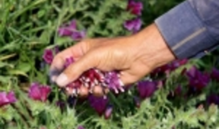 هرمزگان/کوه گنو محلی مناسب برای رویش گیاهان دارویی هرمزگان