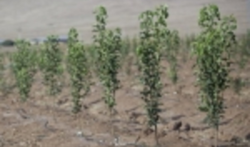 ۵۶۰ هزار اصله نهال در استان مرکزی کاشته می‌شود