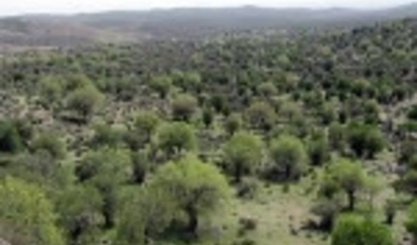 نهالکاری در ۵۰ هکتار عرصه های بیابانی بافق آغاز شد