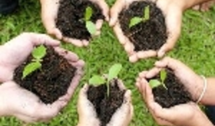  شرایط آب وهوایی کشور دامنه نهالکاری را به  پاییز کشاند