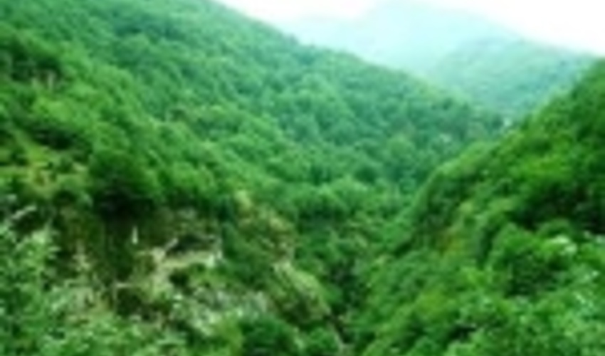 در اجرای کاداستر اراضی، جنگل اولویت نخست ماست 