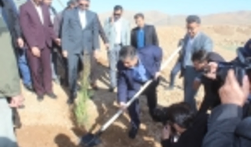کاشت درخت در ۱۸۰۰ هکتار از عرصه های طبیعی استان مرکزی طی سال جاری