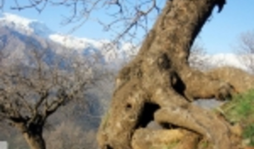 ۱۲ هکتار جنگل در لرستان غنی سازی شد