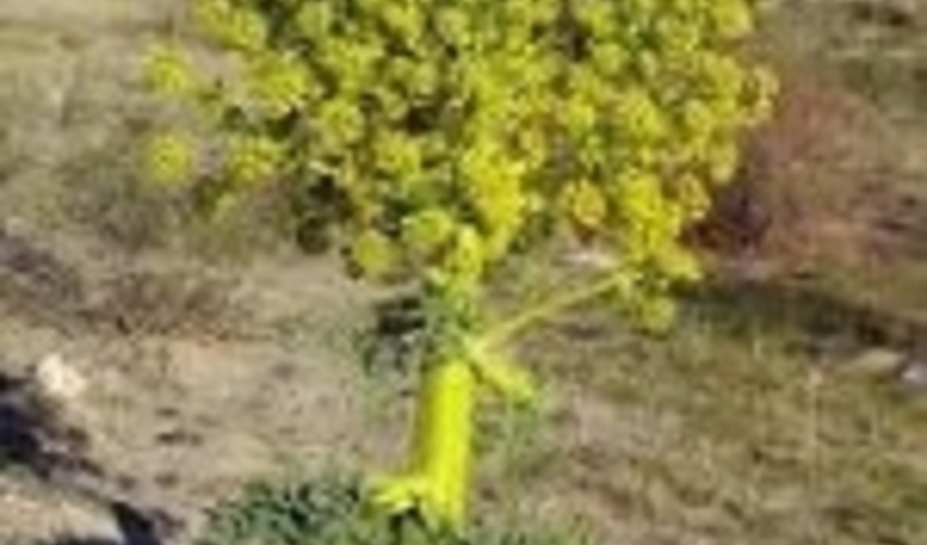 آغاز کاشت باریجه در مراتع خوانسار 