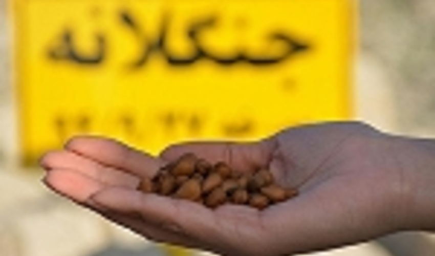 اجرای طرح ملی جنگلانه همزمان با سراسر کشور در فارس 