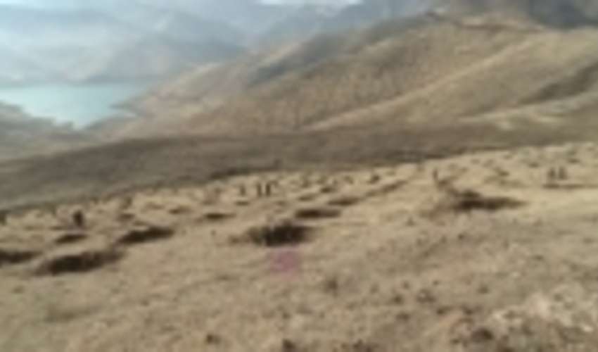 ۲ هزار هکتار جنگل کاری در کردستان انجام شد