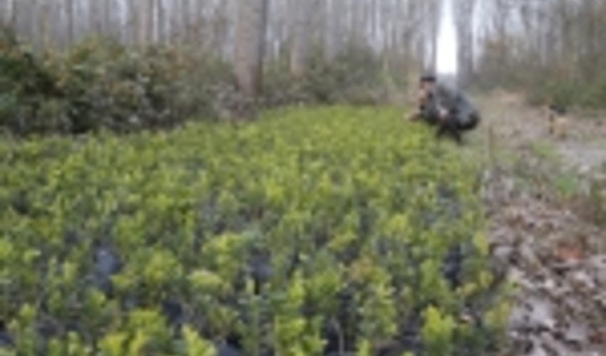 حدود 16 هزار اصله نهال شمشاد هيركاني در مركز بذرجنگلي خزر كشت مي شود