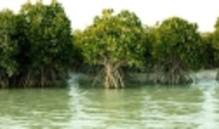 Mangrove Forests on the Road of Development