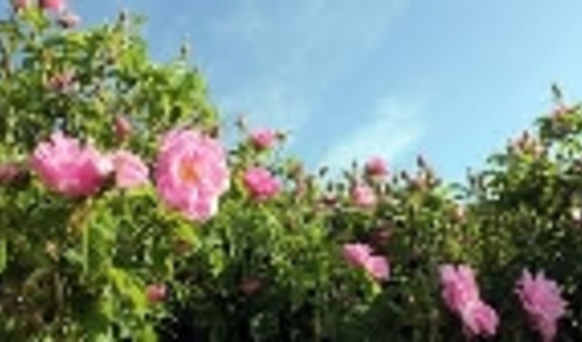 6 هکتار از اراضی دیم کم بازده شازند زیر کشت گل محمدی می رود