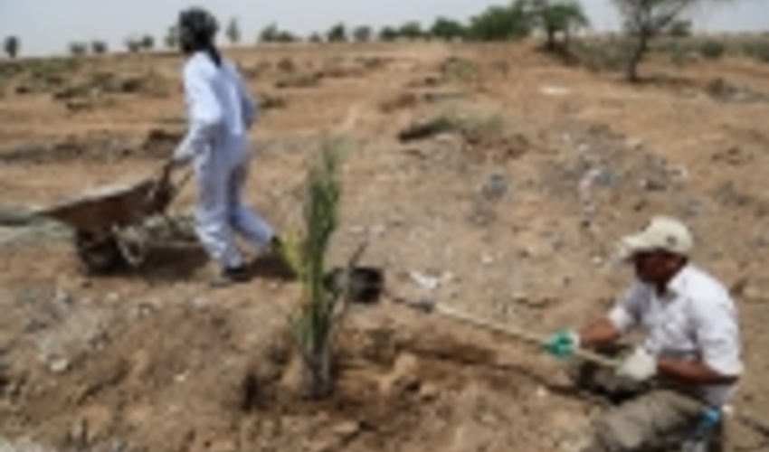 ۲۴ هزار هکتار نهال کاری در استان‌های بیابانی کشور