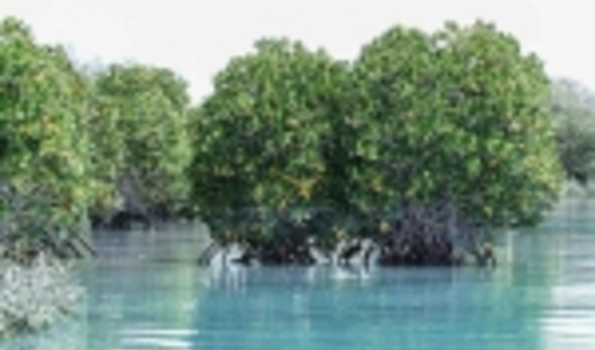 پنج ناحیه رویشی جنگل در ایران خودنمایی می کند