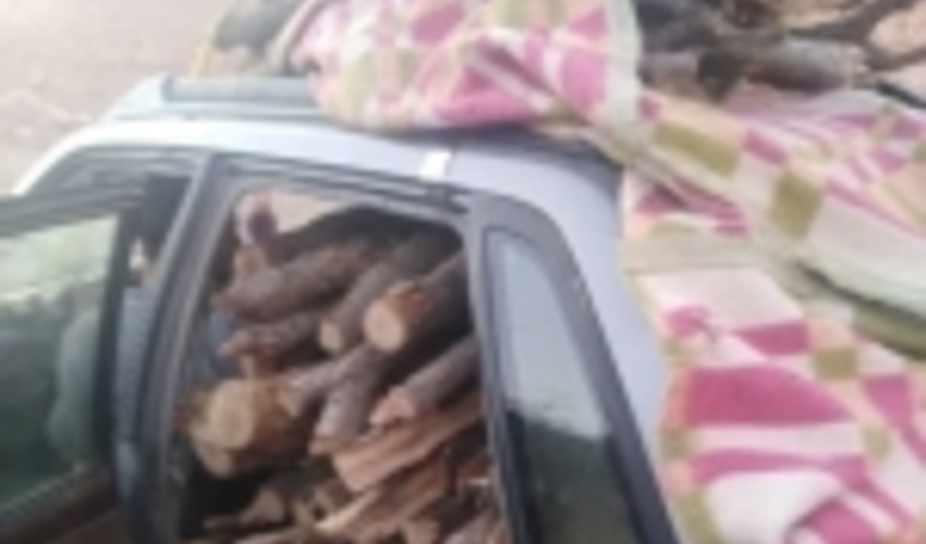 ۴ تن هیزم در کهگیلویه و بویراحمد کشف شد