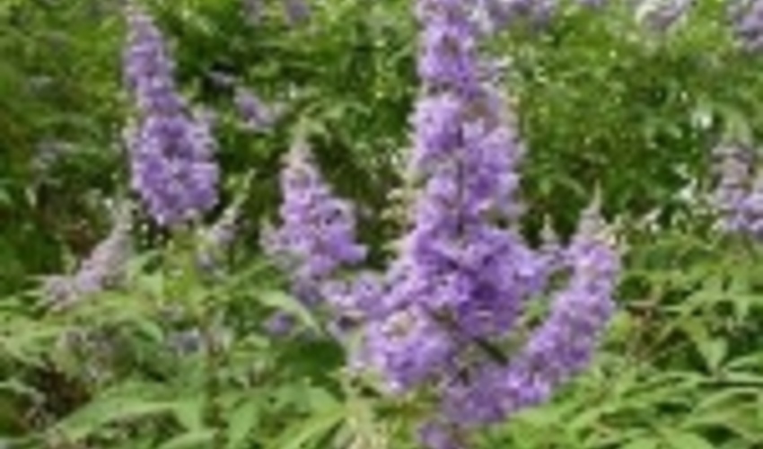  در سال گذشته 61 هزار هکتار توسعه گیاهان دارویی در مراتع کشور انجام شده است