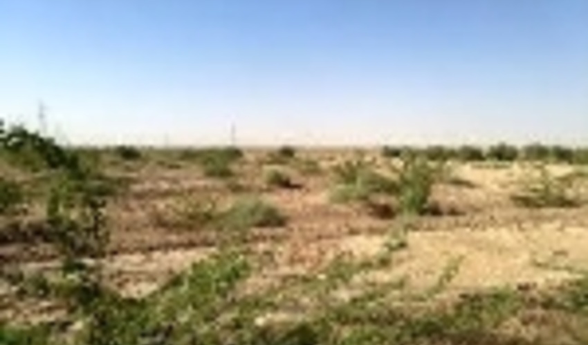 عملیات بوته‌کاری در ۲۳۵ هکتار از عرصه‌های مرتعی استان مرکزی 