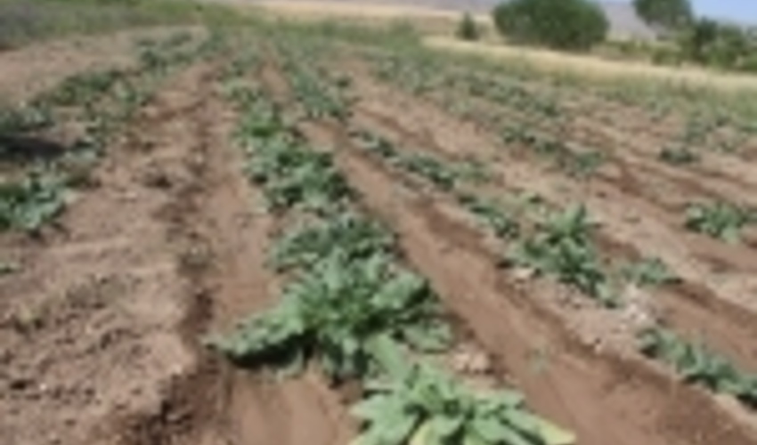 مرکزی/کشت گیاهان دارویی در ۱۲ هکتار در راستای طرح ترسیب کربن اجرایی شد