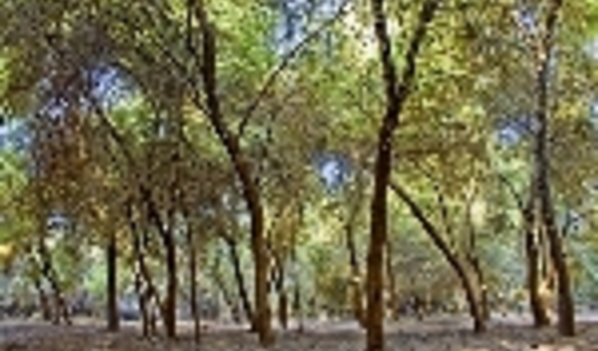 لزوم حفاظت از جنگل‌ها در برابر بلایای طبیعی و انسانی