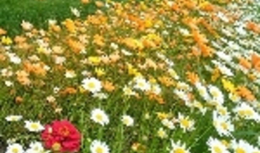 مراتع خوزستان، گنجینه ای از گیاهان دارویی