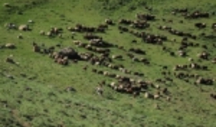 اصفهان/دریافت 1 میلیارد و 400 میلیون ریال عوارض تمدید پروانه چرا در شهرستان سمیرم