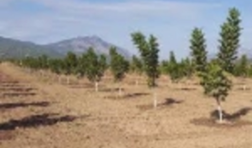 اجرای ۱۰ هزار هکتار جنگل کاری در استان ایلام طی سال جاری 