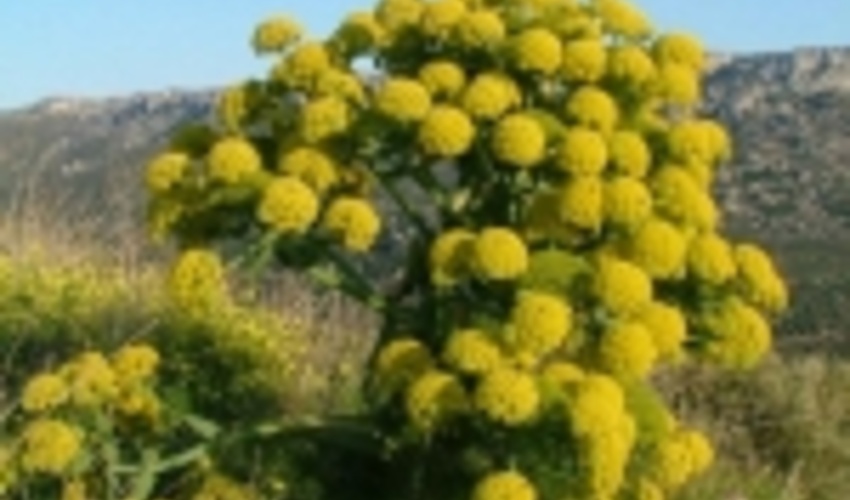 ظرفیت‌سازی برای گیاهان دارویی و صنعتی در مناسبات اقتصادی ضروری است