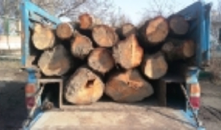 توقیف یک دستگاه وانت حامل 15 اصله گرده کاتین قاچاق جنگلی در اردبیل 