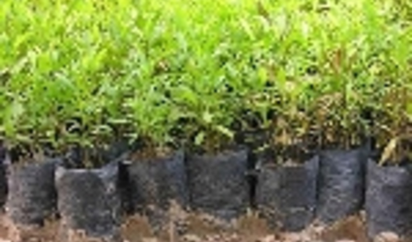 ۳۰۰ هزار اصله نهال در قزوین توزیع می‌شود