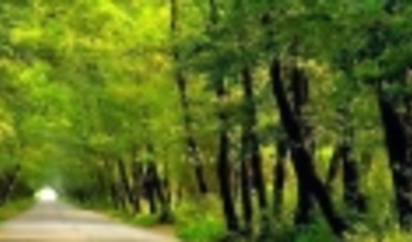 این جاده جنگللی زیبا کجاست؟!