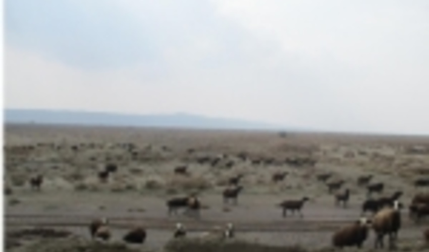 شناسایی و کنترل مناطق کانونی و خسارت زای آفات در جنگل ها و مراتع البرز